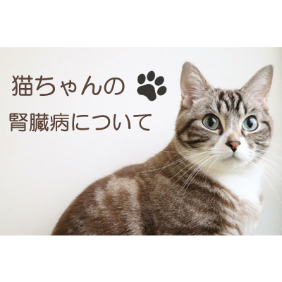 猫の腎臓病