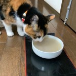 まつこの食事