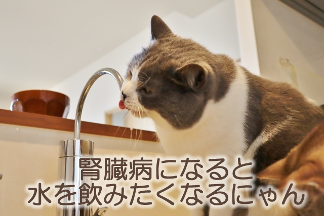 猫の腎臓病とお水