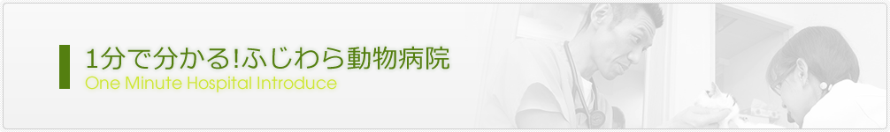 1分で分かる!ふじわら動物病院