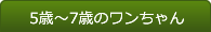 5歳～7歳のワンちゃん