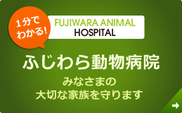 1分でわかる！ふじわら動物病院