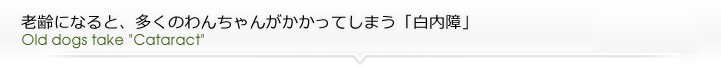 老齢になると、多くのわんちゃんがかかってしまう「白内障」