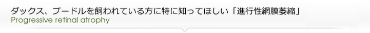 ダックス、プードルを飼われている方に特に知ってほしい「進行性網膜萎縮」