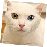 目の病気の診察イメージ