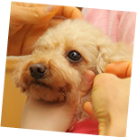 進行性網膜萎縮の説明イメージ