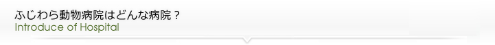 ふじわら動物病院はどんな病院?
